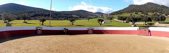  arena con un cavallo dentro e alberi fuori 